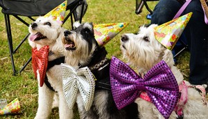 Celebrate your birthday with dogs.