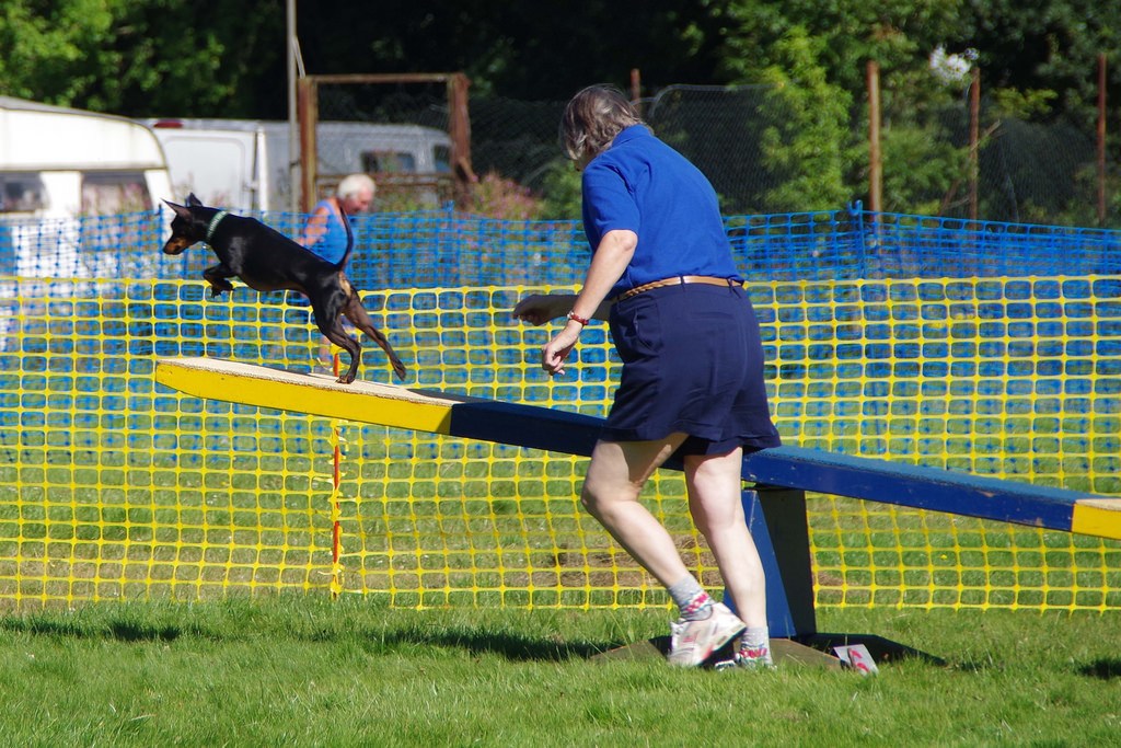 Guide to Dog Agility Training - Jeffreys Natural Pet Food