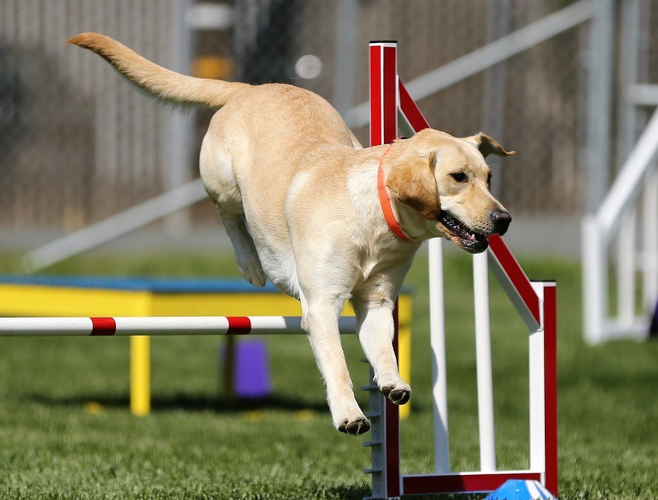 Materials and space are important in dog agility training.