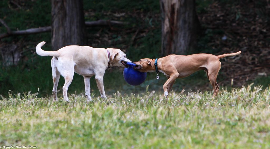 Dog tug-of-war exhibits dominance.