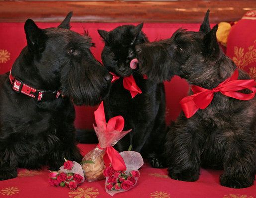 Show your dog you care by giving treats on Valentines Day. 