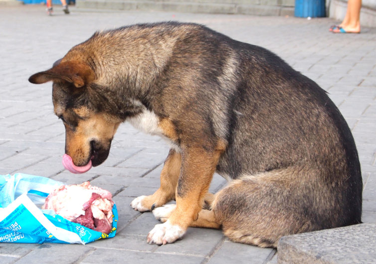 Benefits of raw dog food.