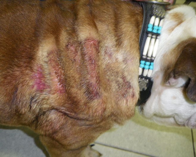 Hot Spot: A Dog's Skin Disease